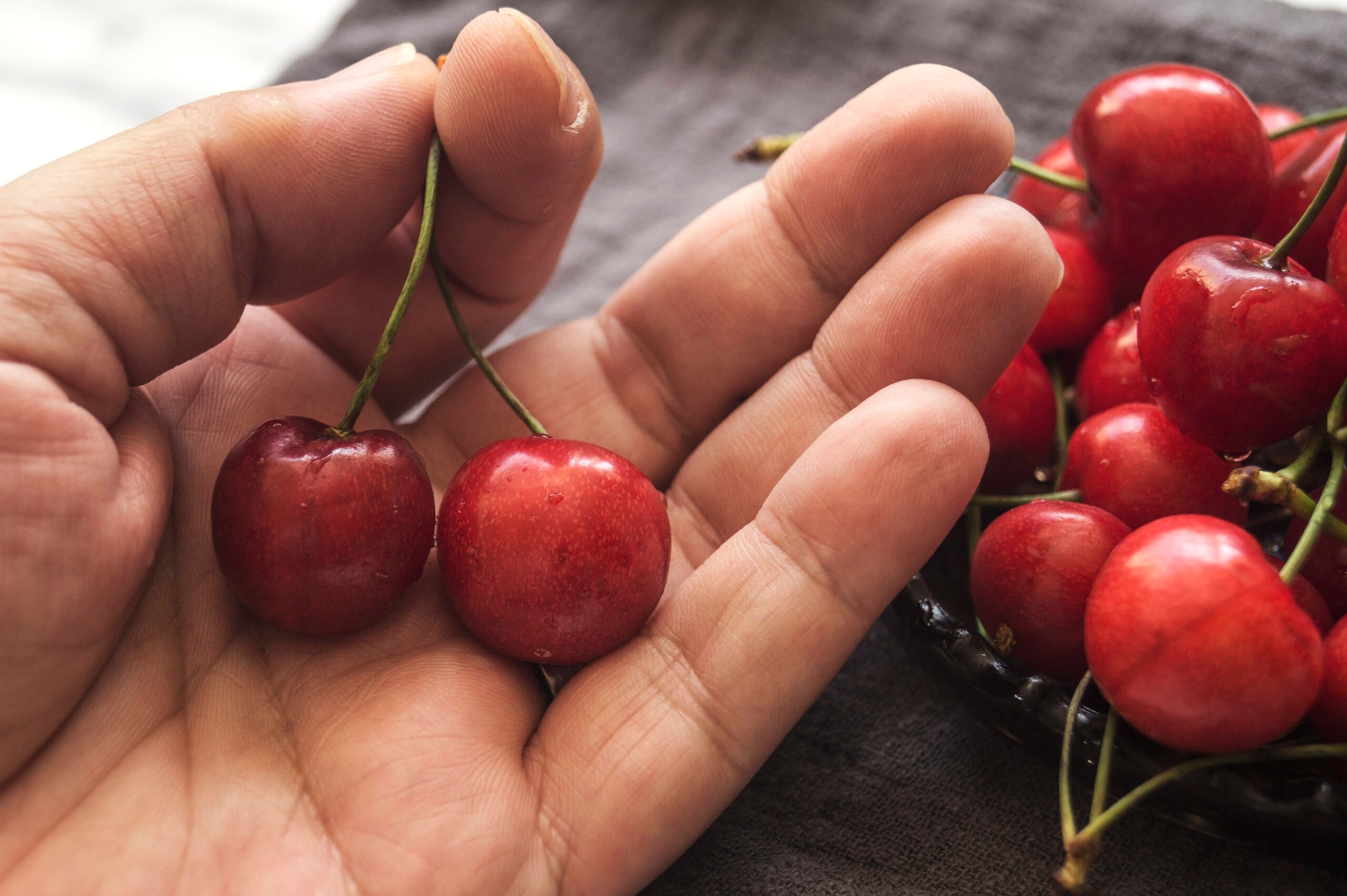 Dutch cherry tree orchard has grown, so have worries about pests