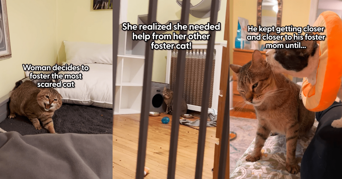 Wholesome Woman Fosters the Most Scared Cat, But After Meeting His Foster "Brother", He Goes Through a Heartwarming Transformation With His Hooman Family (Video)