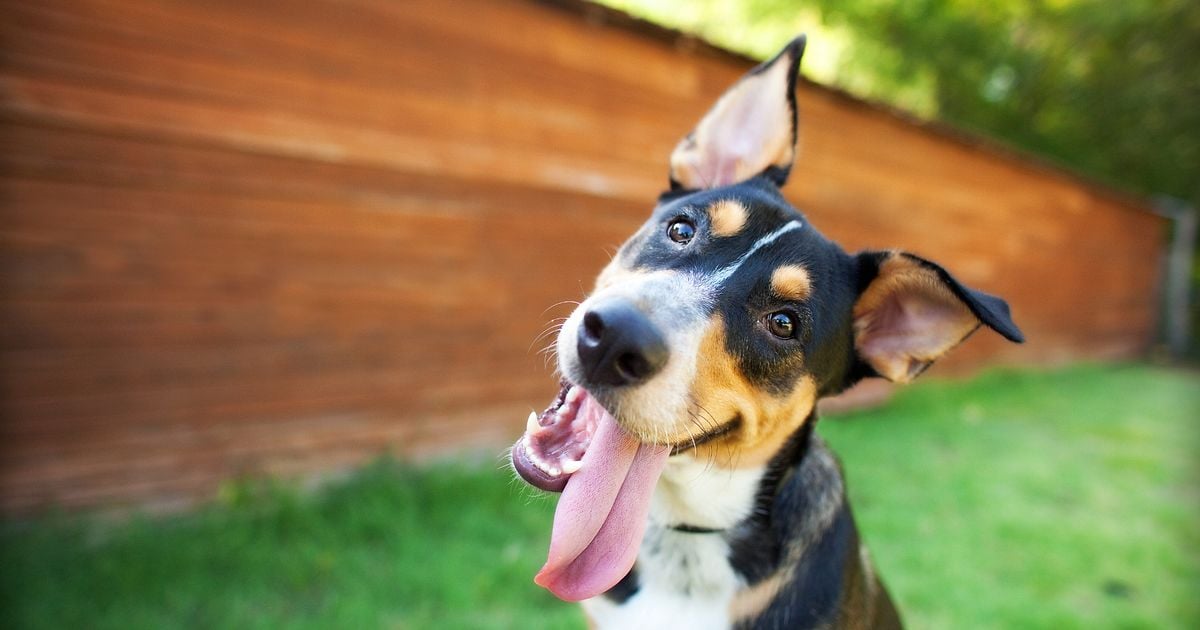 Dog owners praise 'paper towel hack' that keeps their pets busy for hours