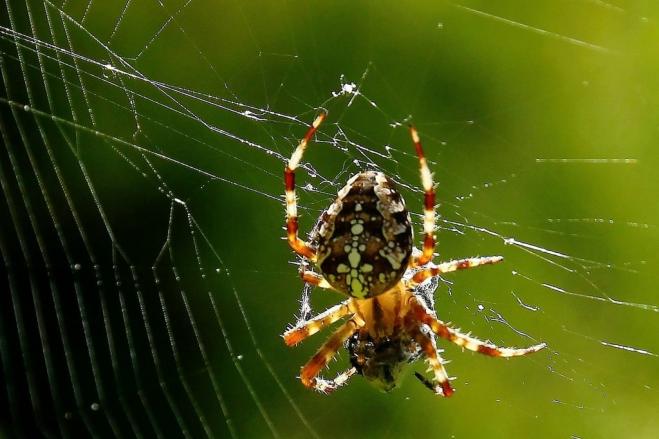 Ilia: Man bitten by spider in critical condition