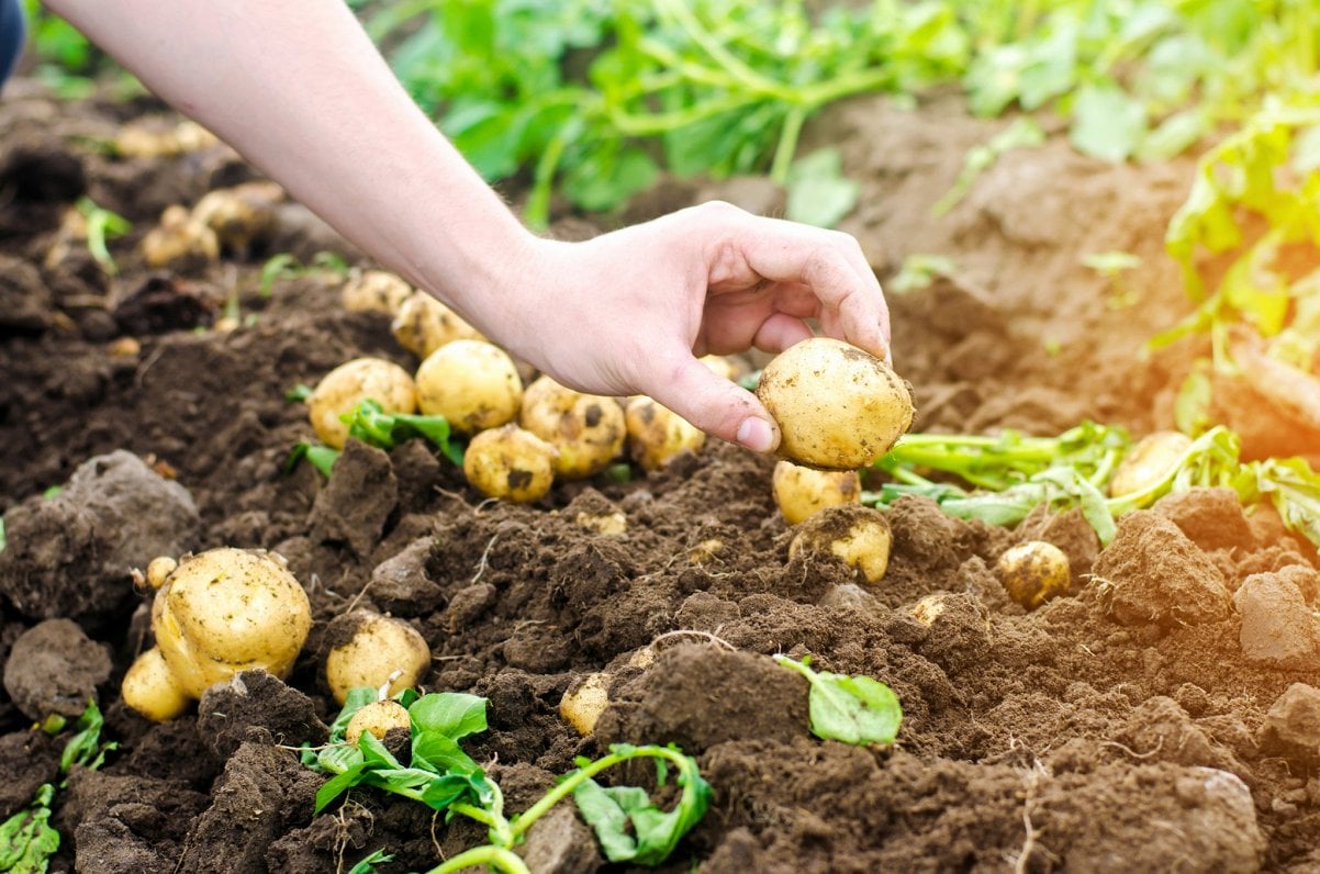 Potatoes in danger of rotting after rainstorms in Latvia