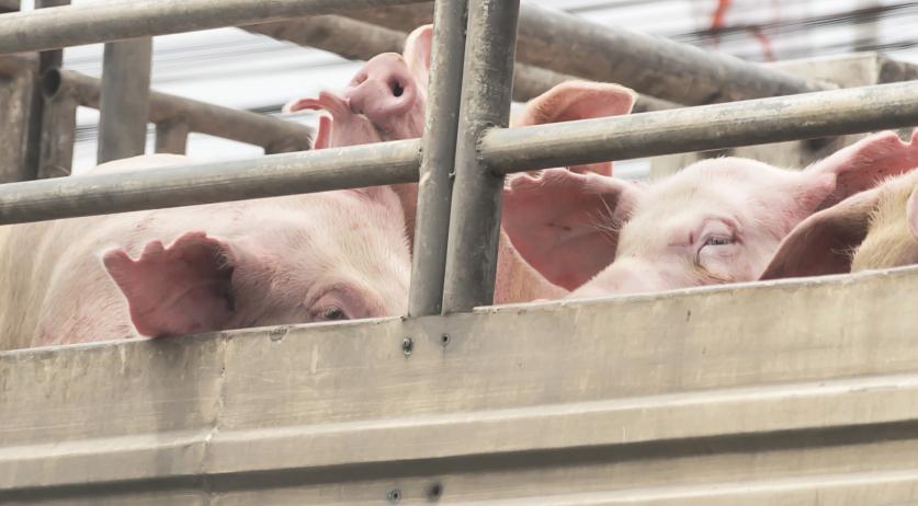 Lawsuit to stop Dutch farmers amputating piglets' tails