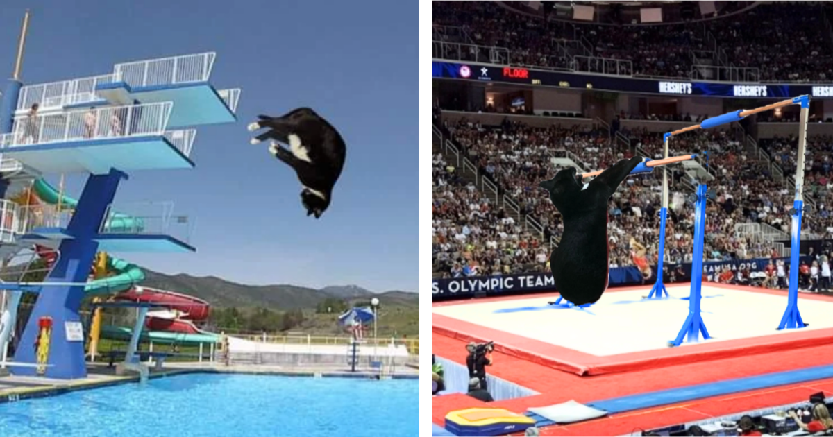 Funny Feline Parents Ignite New Meme Trend By Adding Their Cute Cats to Olympic Events, And We Can't Get Enough Of It