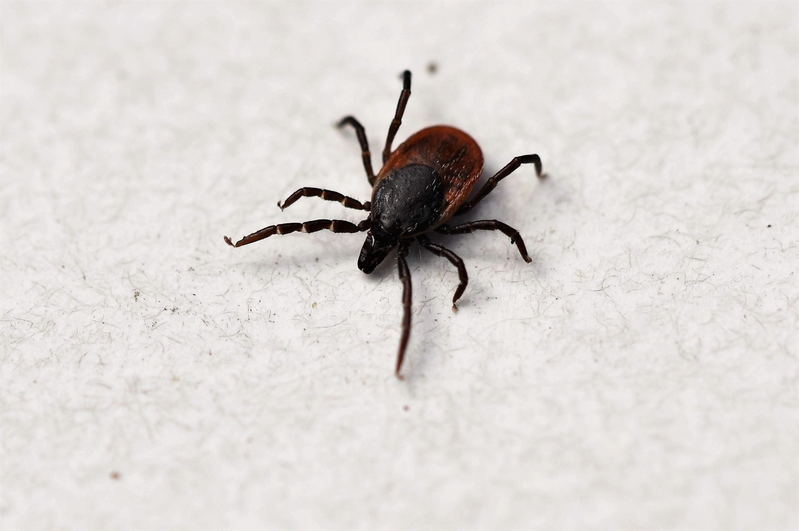 Health authorities in Spain call for calm after detecting possible case of tick-borne Crimean-Congo virus in Sevilla