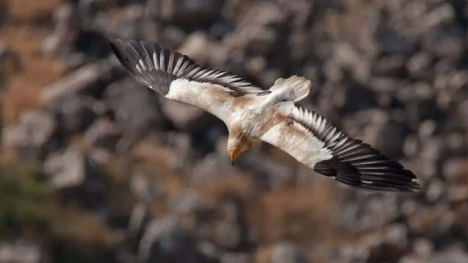 The Egyptian vulture is returning to Bulgaria