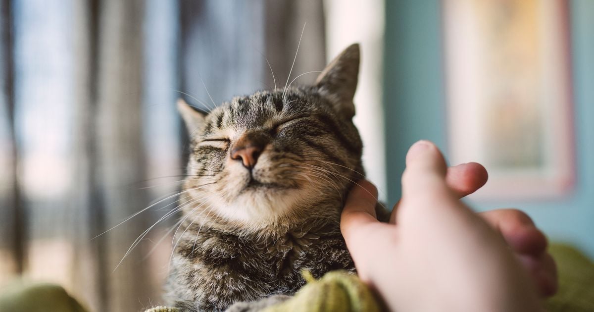 Annoying thing your cat might do is actually sign they love you