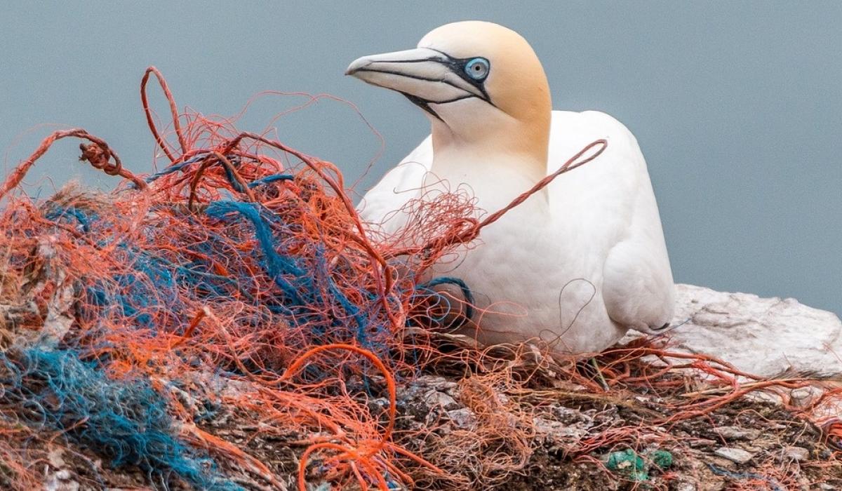 ATU launches free course to increase our understanding of ocean pollution