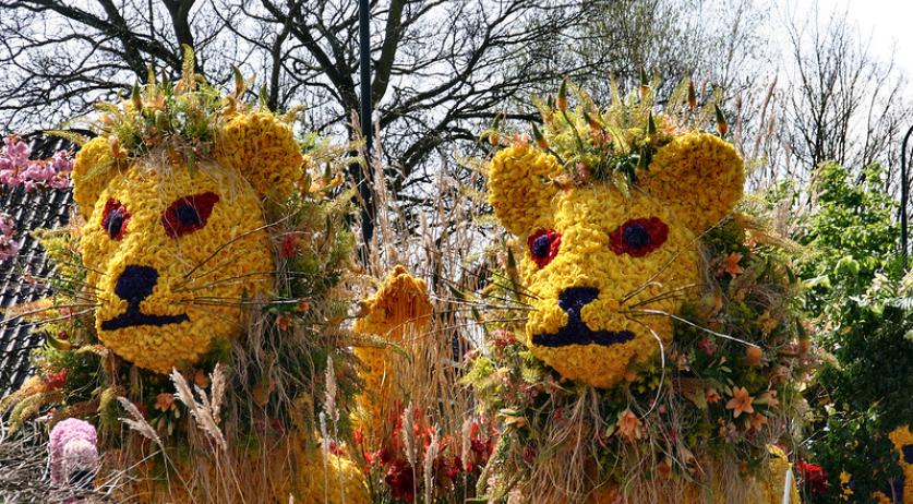 Hundreds of thousands expected to attend Flower Parade Rijnsburg 