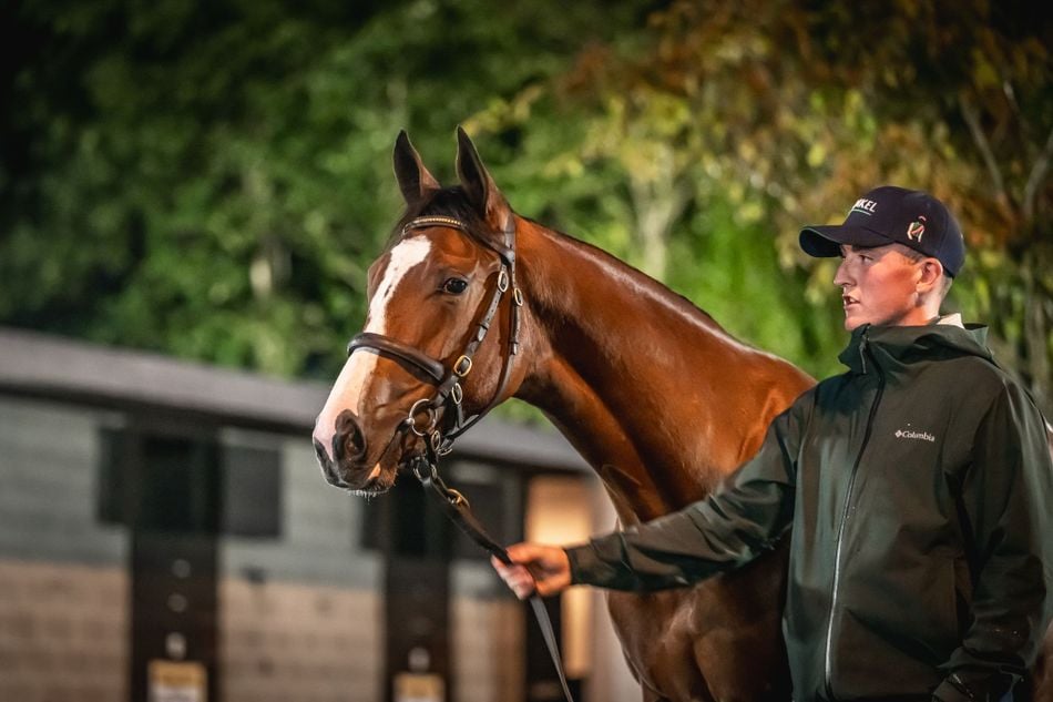 'A catalogue of significantly stronger quality' - siblings to top-flight winners feature among Goffs Orby Book 1