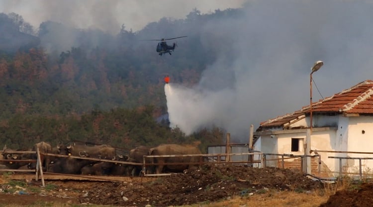 Wildfires Destroy Endangered Bird Species Habitats in Sakar and Western Strandzha