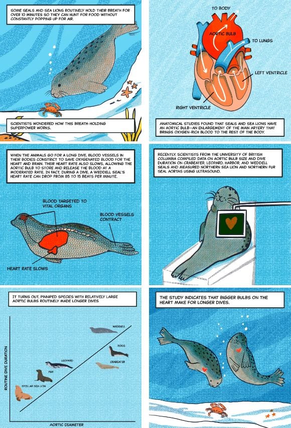 How Seals and Sea Lions Hold Their Breaths for Long Periods of Time