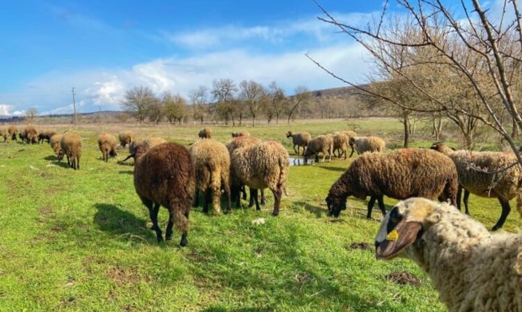 No Rinderpest Detected During Checks of 551 Farms 