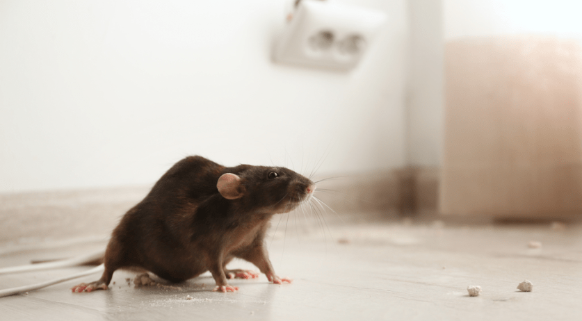 Housing corporation sues Vlissingen tenant over home full of rats