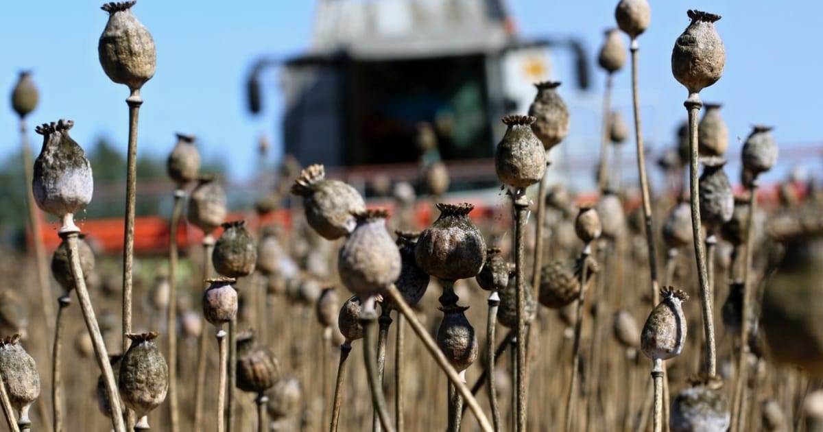 Czechia among leading consumers and producers of poppies