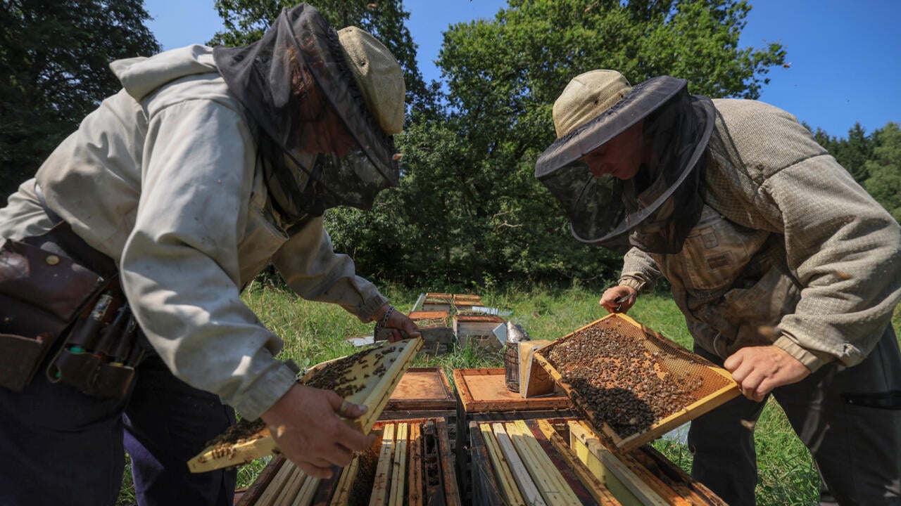 'Bees starving' in disastrous year for French honey