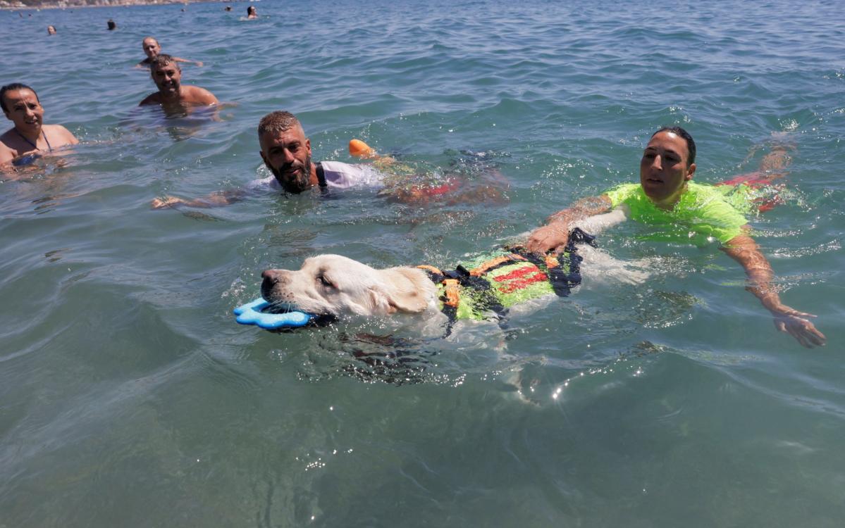 Watch: Dog lifeguards deployed on Spanish beach