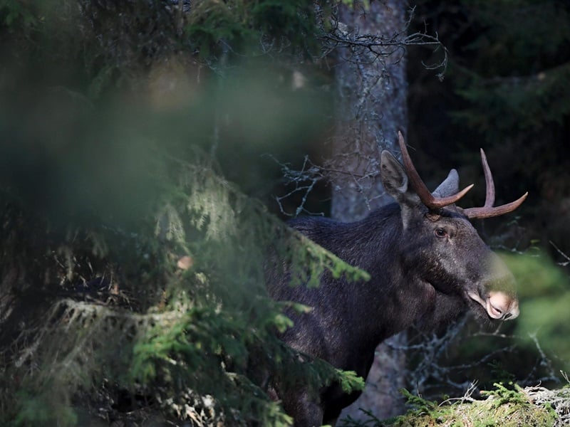 Protecting more old forests would make economic sense, researchers argue