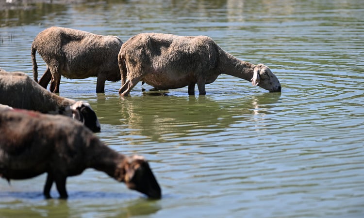 Food Safety Authority Reports Smallpox Diseases of Small Ruminants in Yambol Region