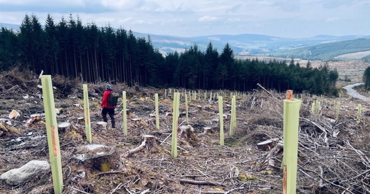 Irish forests emitting more greenhouse gases than they're storing, says climate advisory group