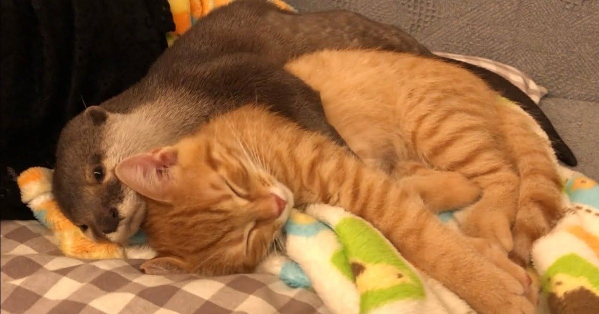 Otterly Adorable Otter Cannot Fall Asleep Without Cuddling His Cozy Orange Kitten (Video)