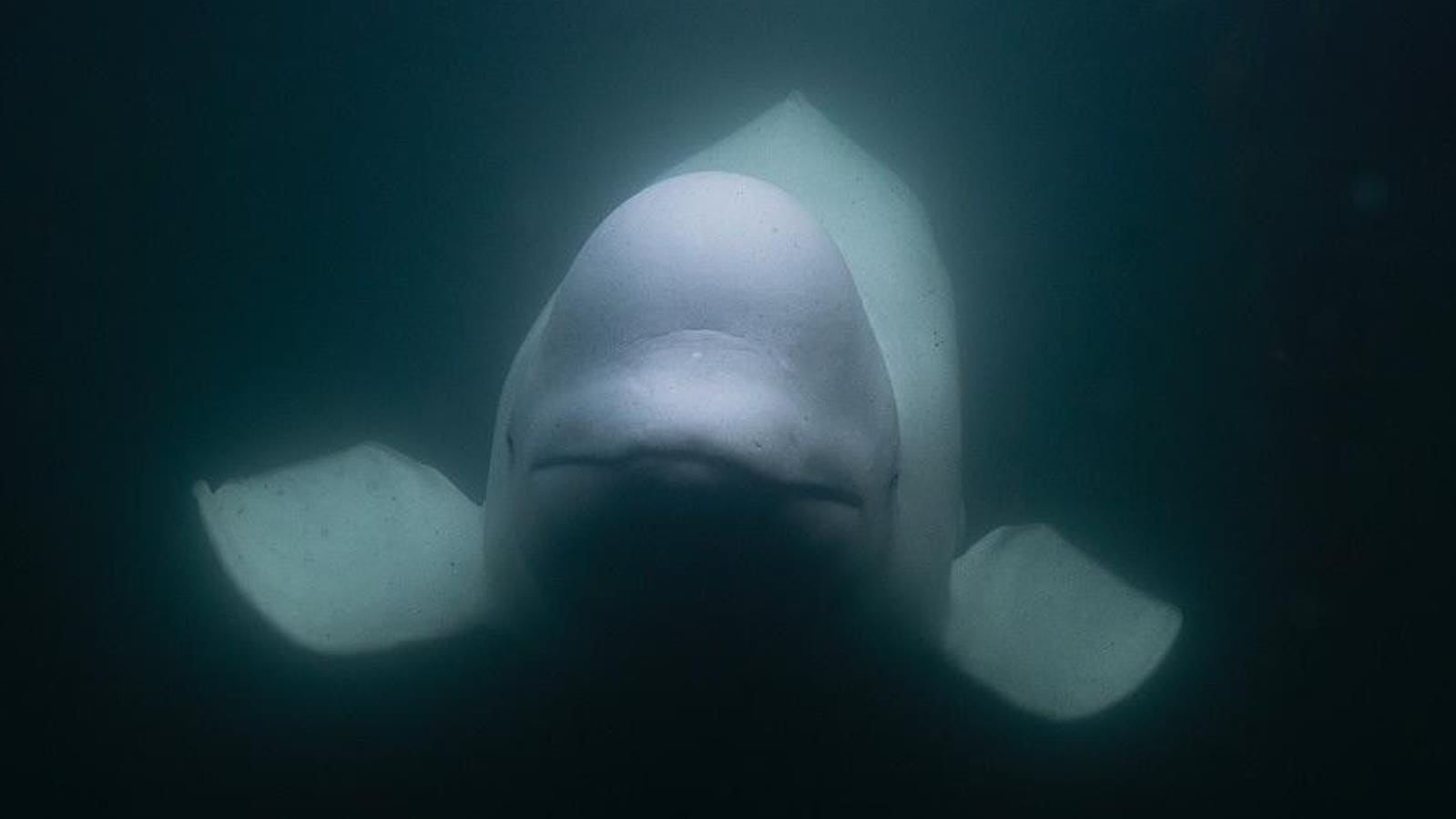 Beluga Whale Accused Of Spying For Russia May Have Been Shot To Death