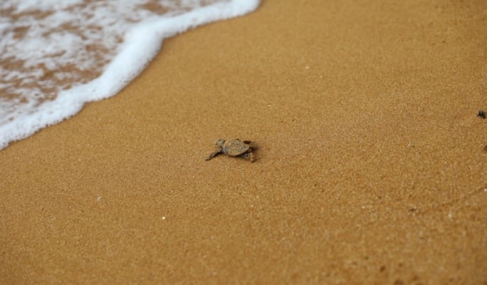  Fourth turtle nest of the season sees more than 40 turtles hatched 