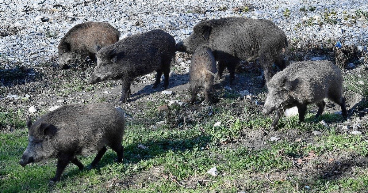 Peste suina africana in Italia, le battute di caccia ai cinghiali non si sono fermate. Anzi