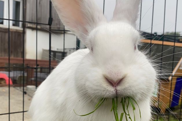 Woman pushed into canal by gang of youths as she tries to rescue pet rabbit