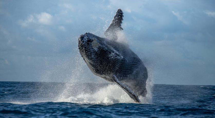 National Whale Count in the Netherlands for the first time