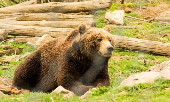 Bear attacks man at Plitvice Lakes