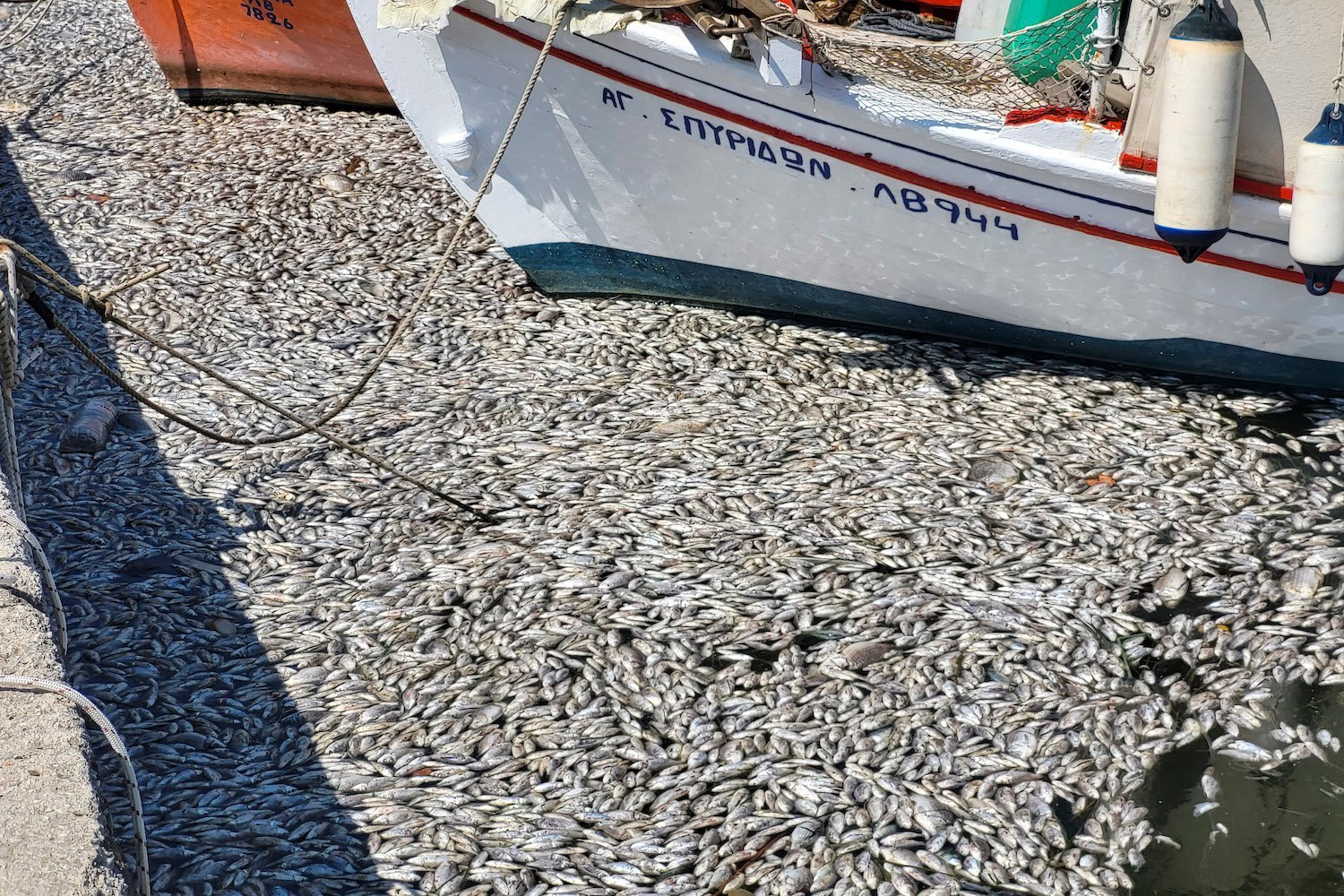 Horrifying Fish Die-Off Sparks Ecological Nightmare for Greek Coastal Town