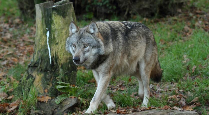 Police investigate death of wolf in Harksamp