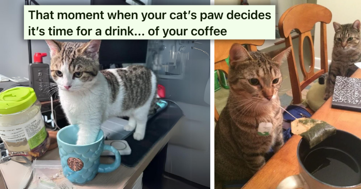 It's a Good Thing They're Cute, Because These 27 Cats Are Pawsitively Problematic in the Most Funny Fuzzy Feisty Feline Way