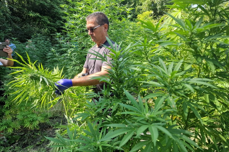 Police Officers Detain Man for Growing Three Metre Hemp Plants in Tsareva Polyana