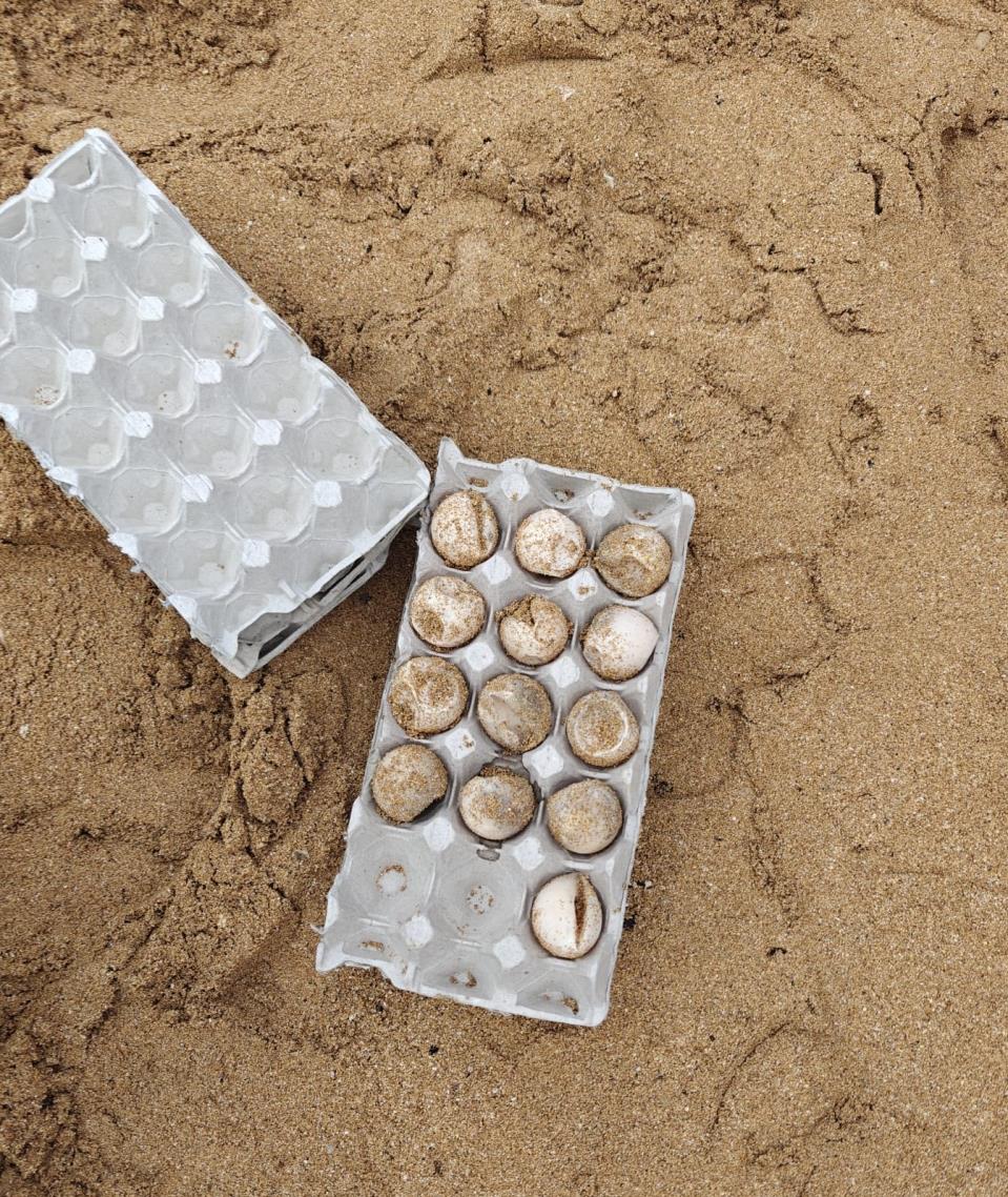 Fifth turtle nest of the year hatches