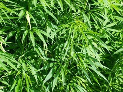 Can hemp help clean up PFAS pollution? Dordrecht plans trial