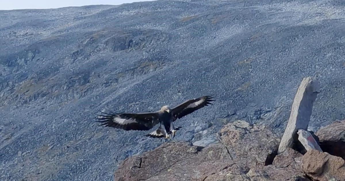 A young golden eagle attacks a toddler in Norway, its fourth such assault on humans