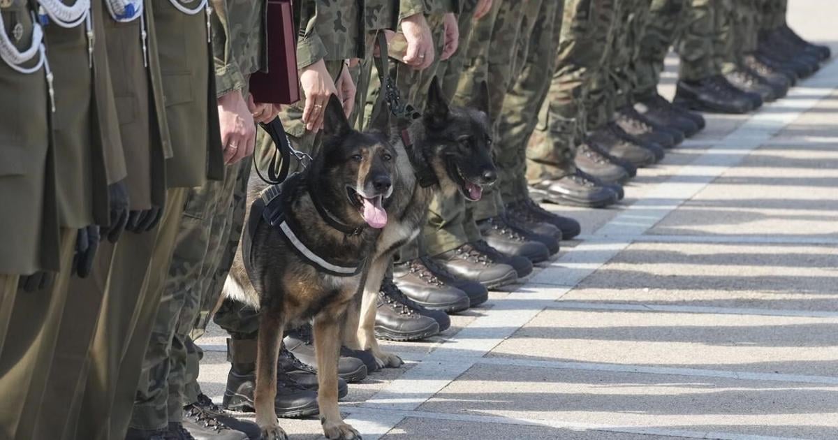 Poland thanks military dogs for their service by giving them army ranks