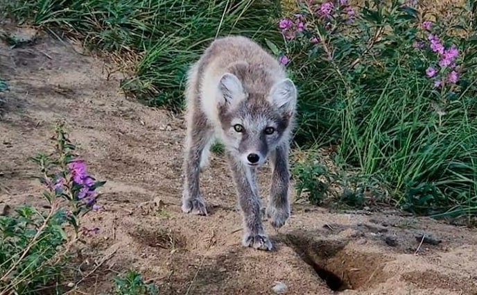 9 endangered Arctic foxes born in Finland this summer