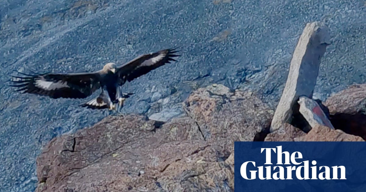 Golden eagle killed in Norway after attack on toddler in farmyard