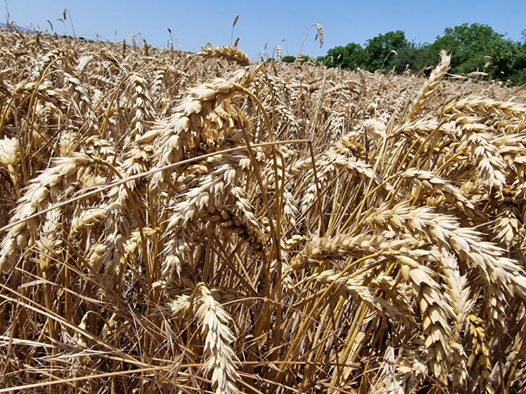 Wheat, Barley Production to Increase this Year Compared to 2023, Agriculture Ministry Data