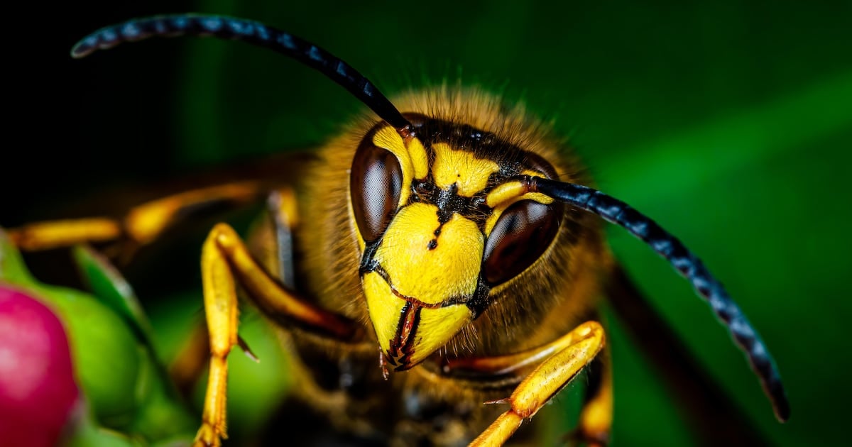 As a Buddhist, I was philosophically opposed to killing the wasp in my house. But we all have our limits