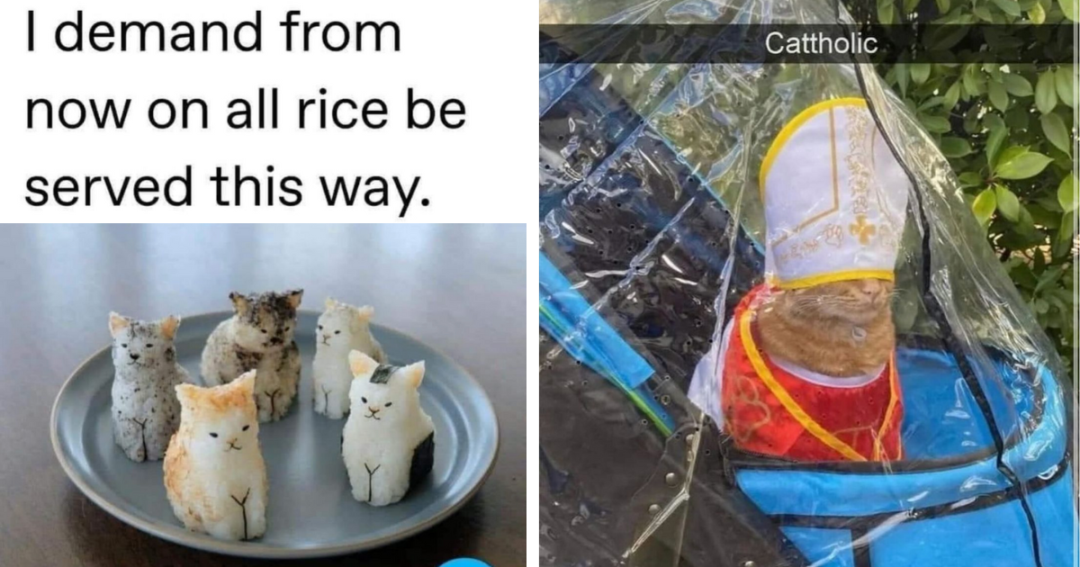 25 Best Cat Memes For When You're Feline the Workweek Woes Before It Even Starts