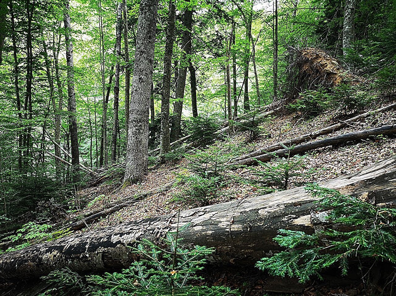 An ecological history of resilience and rewilding of a tall forest in southern Italy