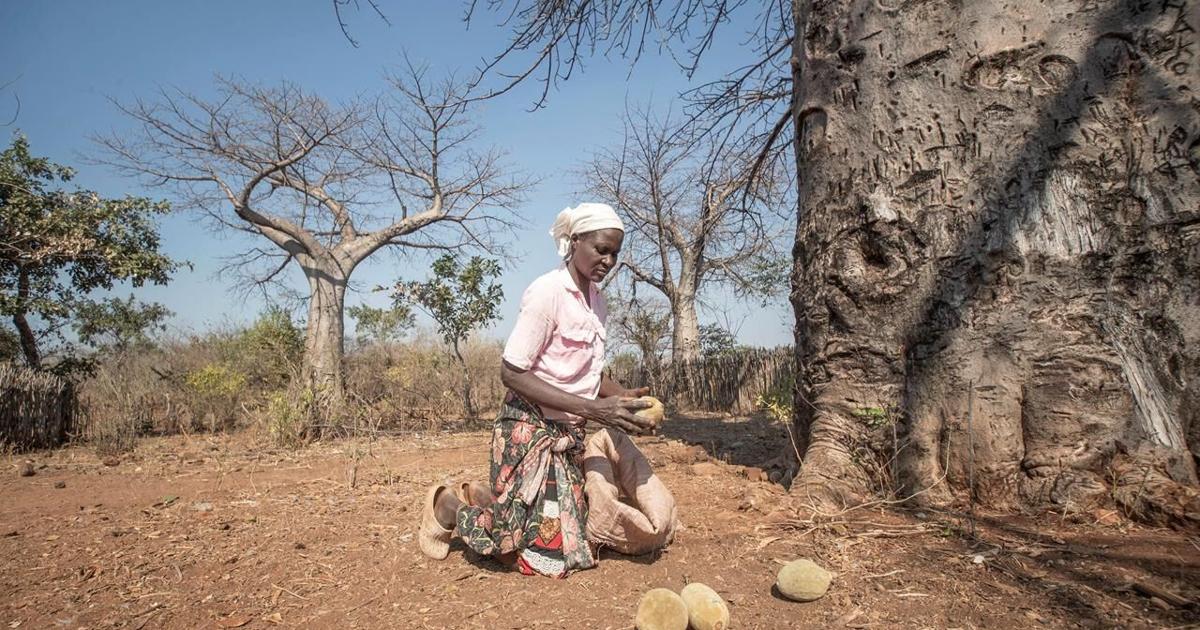 An ancient African tree is providing a new 'superfood' yet local harvesters are barely surviving