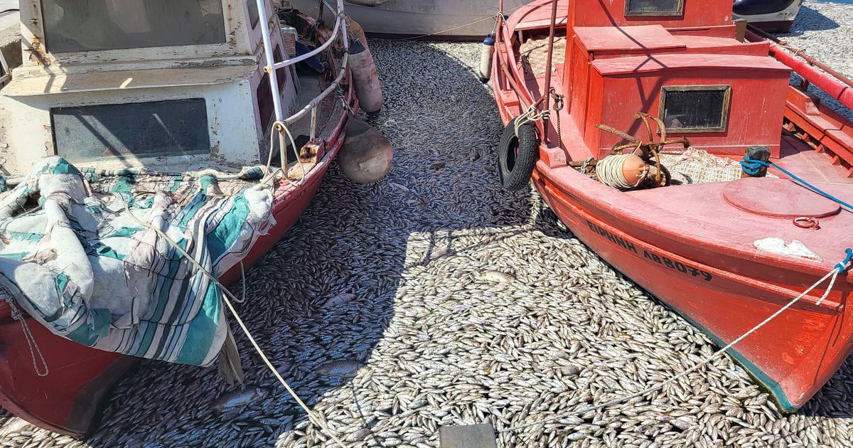 Weather changes leave Greek town's waterways carpeted in dead fish