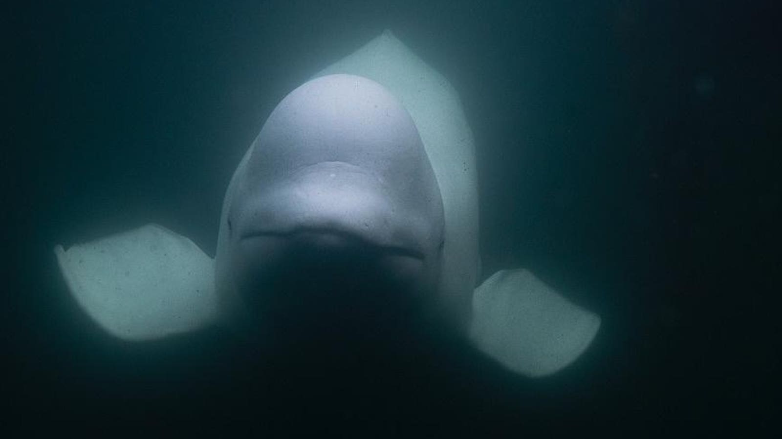 Beluga Whale Accused Of Spying For Russia Found Dead