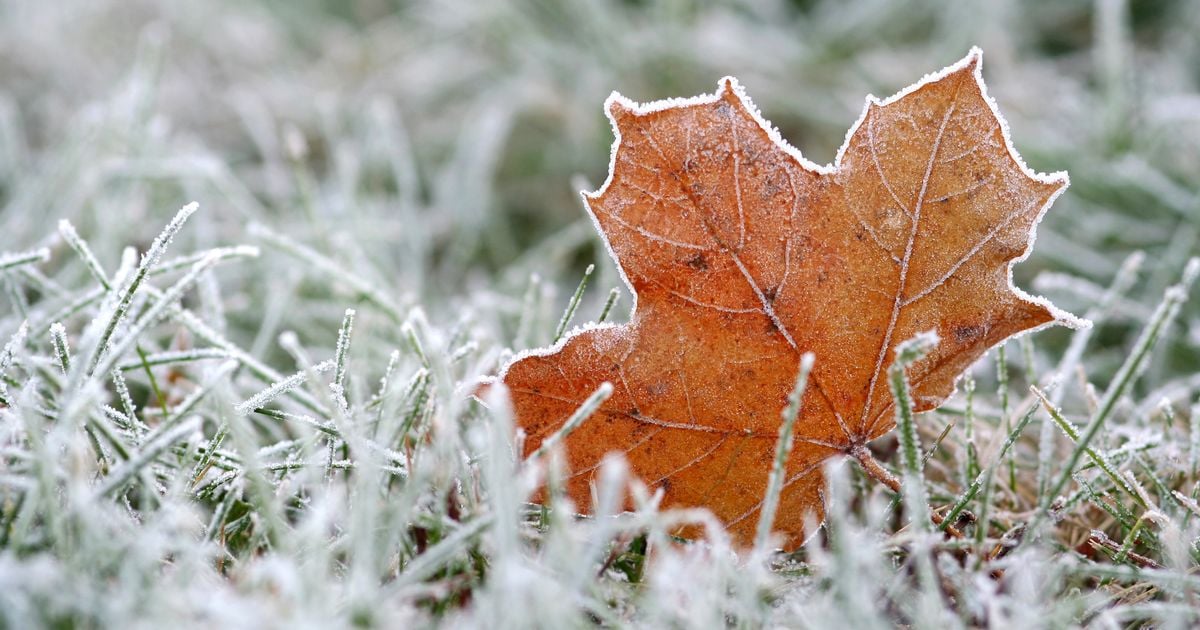 Ireland weather: Overnight frost expected as temperatures to plummet