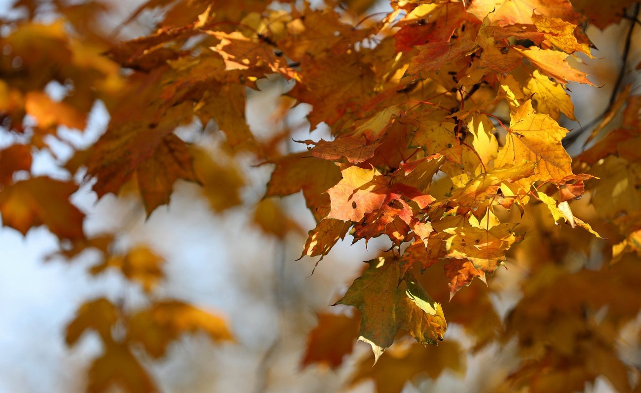 Autumn expected to assert itself in Latvia this weekend