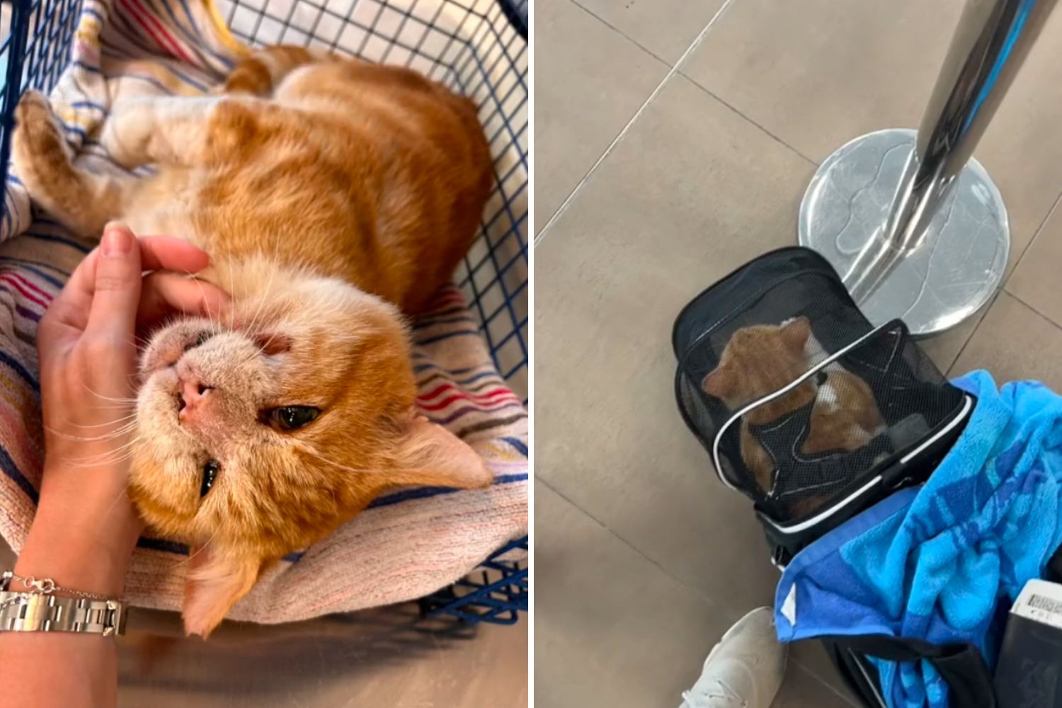 Couple Fall for Stray Cat on Vacation, Spend $2,500 to Bring Him Home